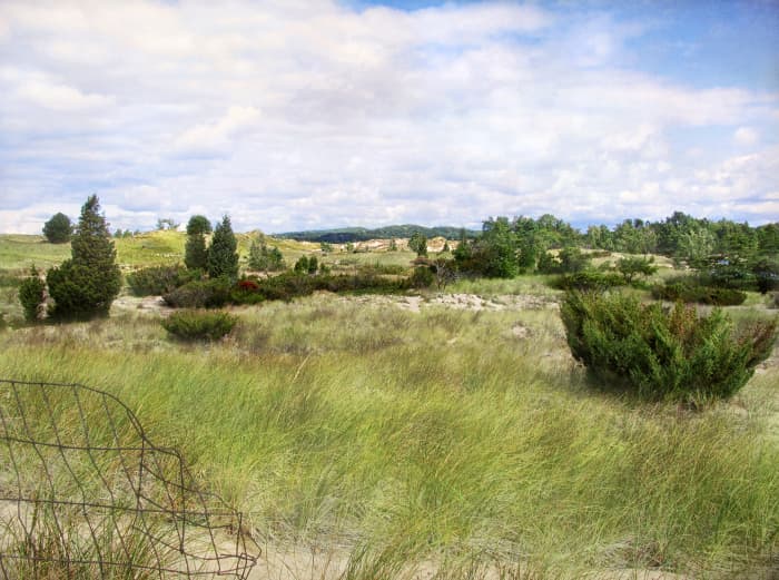 Native milkweed habitat among beach grass (Oval Beach in SW Michigan (USA) bordering The Saugatuck Harbor Natural Area