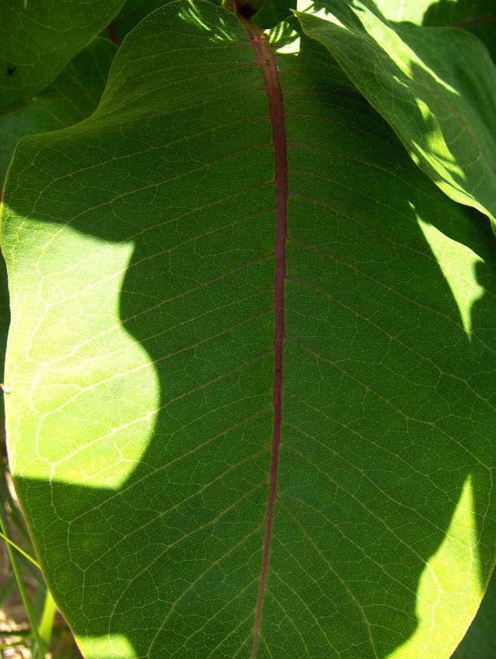 The intricate milkweed leaves are edible in small quantities, but first learn the differences between milkweed and the more highly toxic "dogbane".