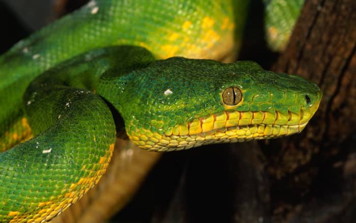 People are mortified of snakes-with GOOD reasons. Snakes are dangerous & life-threatening animals. Some kill by constriction while others kill by neurotoxic venom. Snakes AREN'T animals to play with it whatever!They are QUITE FEARSOME for a REASON!