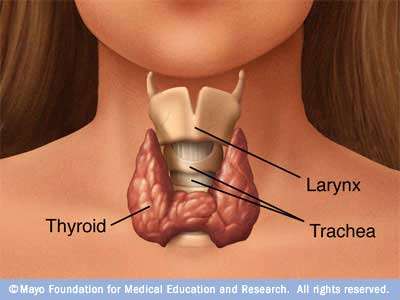 The thyroid gland produces hormones that are responsible for the proper functioning of the body system.