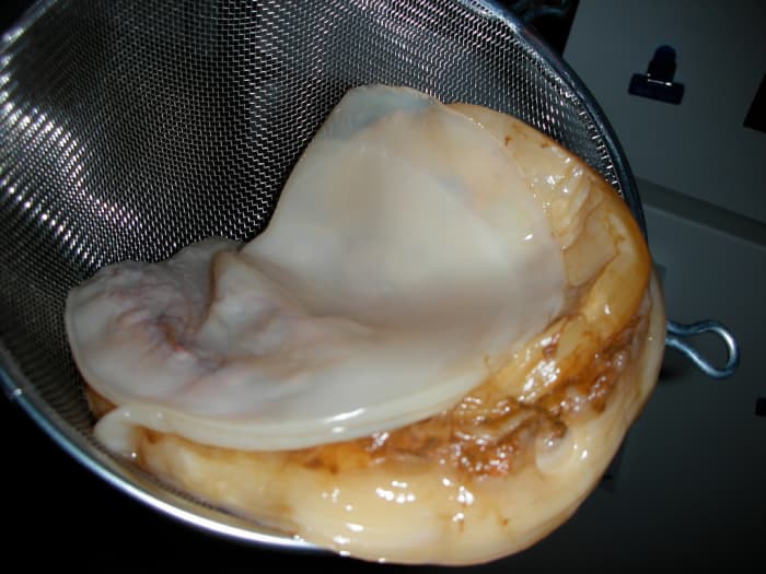 A Symbiotic Colony of Bacteria and Yeast (SCOBY) - the key ingredient in creating Kombucha, which some people have even gone as far as eating.