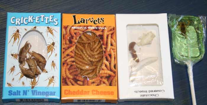 An assortment of several insect-based confectioneries & snacks, including salt n' vinegar crickets, cheddar cheese larvae, chocolate covered insects & of course a terrifying scorpion sucker.