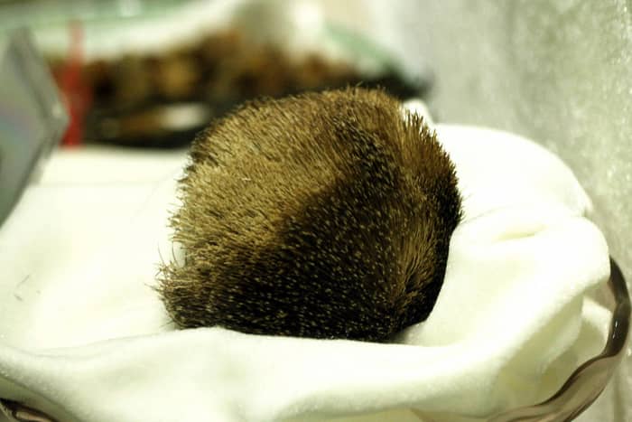 A musk pod from a male musk deer. Deer musk remains one of the most expensive natural resources in the world, fetching a price of around US$45,000 per kilo, outstripping the cost for gold, cocaine or rhinoceros horns in 2007.
