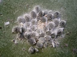 A swarm of female Dactylopius coccus, or conchineal, used to create carminic acid, the coloring agent in 'Carmine'. Female cochineal are generally used rather than males, which have much shorter lifespans & seen much less frequently.