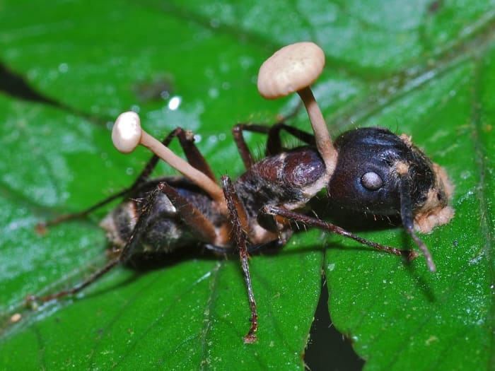 An ant killed by Cordyceps fungus which is disturbingly bursting out of its body, at Cockscomb Wildlife Sanctuary in Belize.