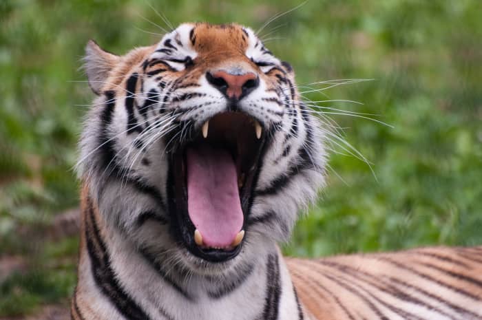 A tiger at Franklin Park Zoo, Massachusetts, USA