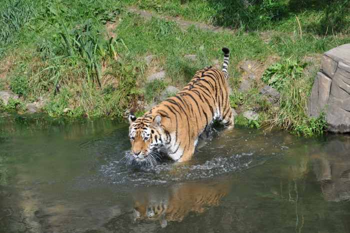 A tiger getting in the water at Wuppertal Zoo in Germany