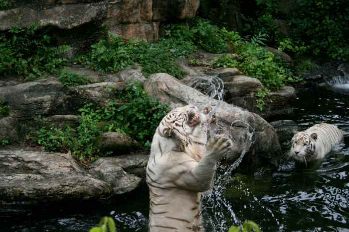 White tigers playing in the water (Singapore Zoo)