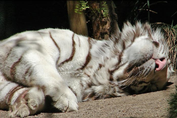 Tiger taking a nap at Secret Garden Las Vegas