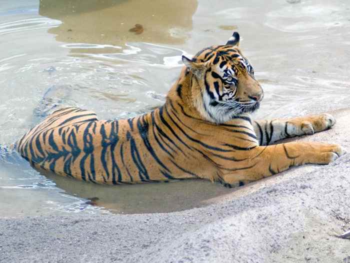 A tiger at the San Diego Zoo
