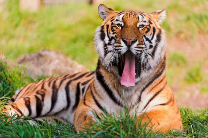 Bengal tiger lying in the grass and yawning at Raubtierpark Subingen