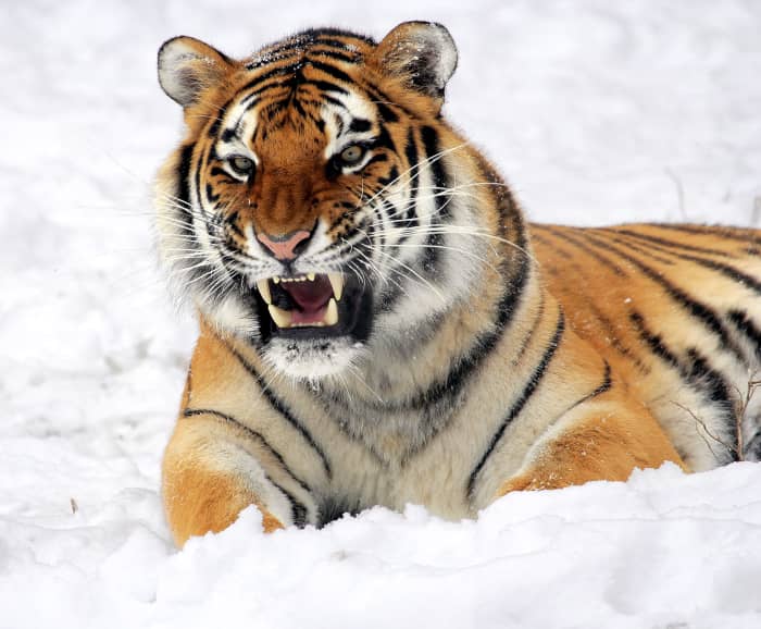 The Siberian tiger, also called the Amur tiger, is the largest living cat, with some males weighing as much as 177 kg (390 lb). This Siberian tiger is at the Buffalo Zoo.