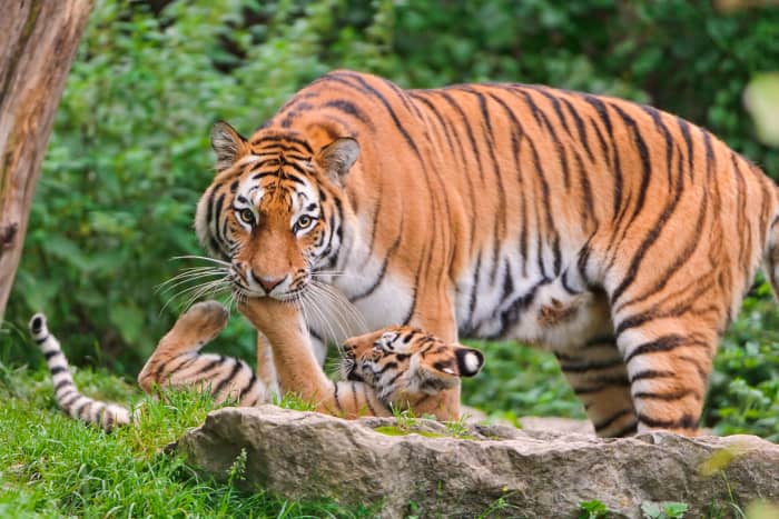 Mother Elena was playing with one of her cubs and the cub put his paw into her mouth