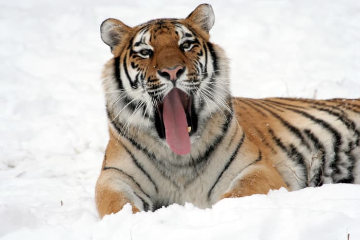 Siberian tiger yawning (Buffalo Zoo). Siberian tigers have thicker coats, a paler golden color, and fewer stripes than other subspecies.