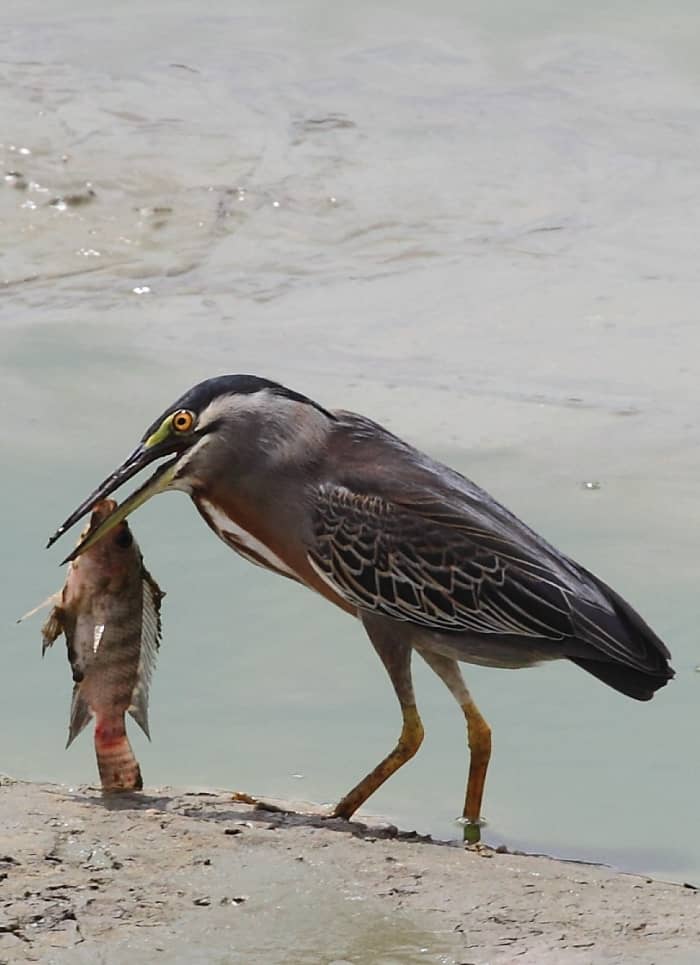 Fish Eating Birds: Tricks and Techinques - HubPages