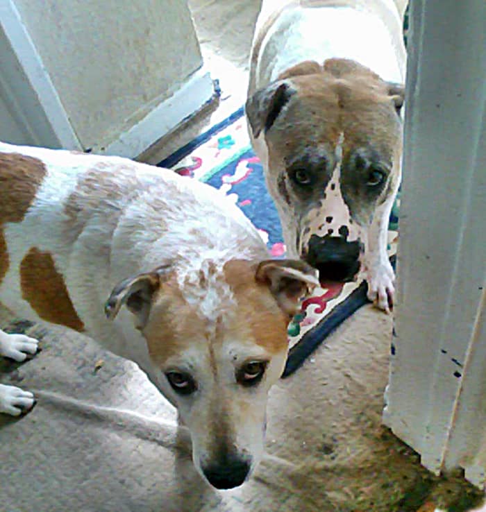 Two of the dogs, Squeaker and Roy, stand on the landing, confused as to why they can't go and lounge on the bed.