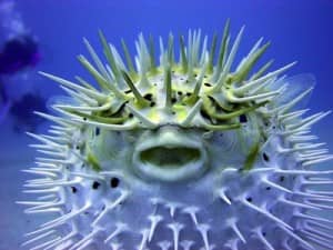 Poisonous puffer fish contains deadly neurotoxin tetrodotoxin; consumed by zombie victims.