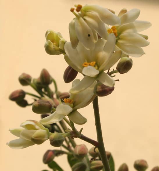 Moringa flower