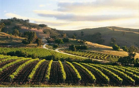 A photo of Bethany Wines vineyard at the world famous Barossa Valley in South Australia.