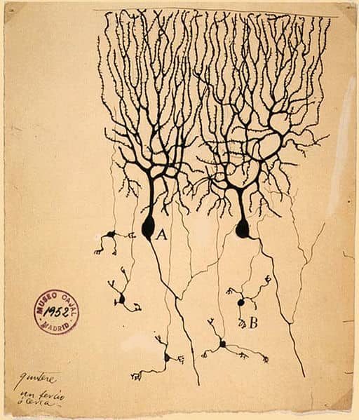 Drawing of Purkinje cells (A) and granule cells (B) from pigeon cerebellum by Santiago Ramón y Cajal, 1899; Instituto Cajal, Madrid, Spain.