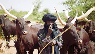 A Fulani herdsman cattle is exchanged as dowry