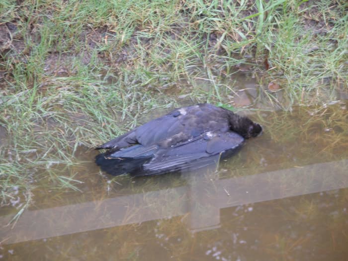 He had waded in to deep The embankment was too steep And this is where he Finally went to sleep