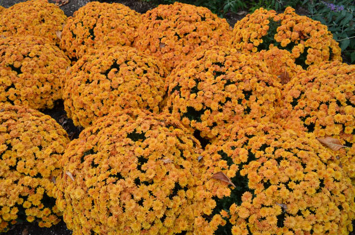 These flowers are favorites in the fall, at least in the United States. I love these ones in particular as they are perfect fall colors, besides being fall bloomers.