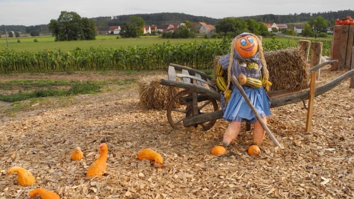 A lady scarecrow with a pumpkin head reclining against a single-wheeled wagon guarding scattered squash on the ground.