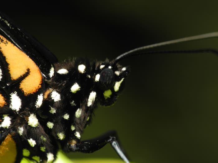 "Beauty is a sign of the transcendent. It's purely gratuitous. We all recognize it. We just need to acknowledge what it points to" — Ann Gauge, zoologist at the "Biological Institute"1