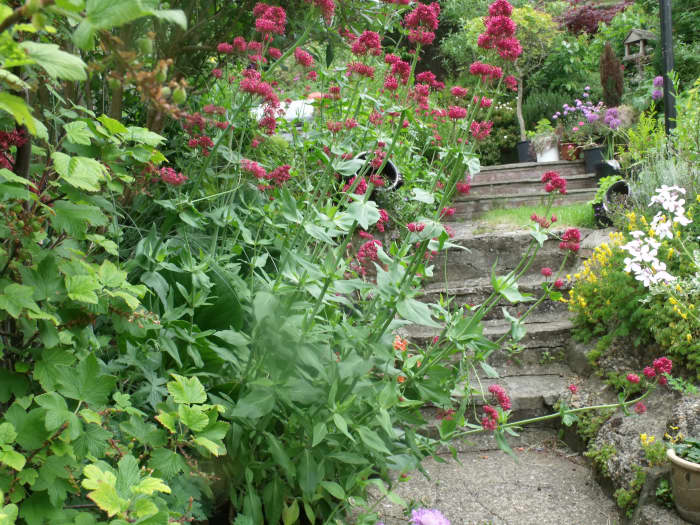 Red valerian, also known as Centranthus ruber, Drunken Sailor, Fox's bush, Jupiter's Beard, Pretty Betsy, Red Spur, Valerian and Bouncing Bess among others.