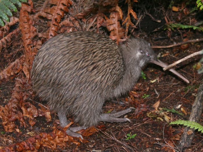 At first glance many people think that the Moa was simply the much larger cousin of the kiwi