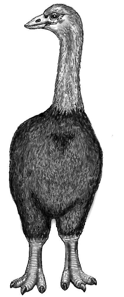 Drawing of Aepyornis maximus - the largest off the Elephant bird species