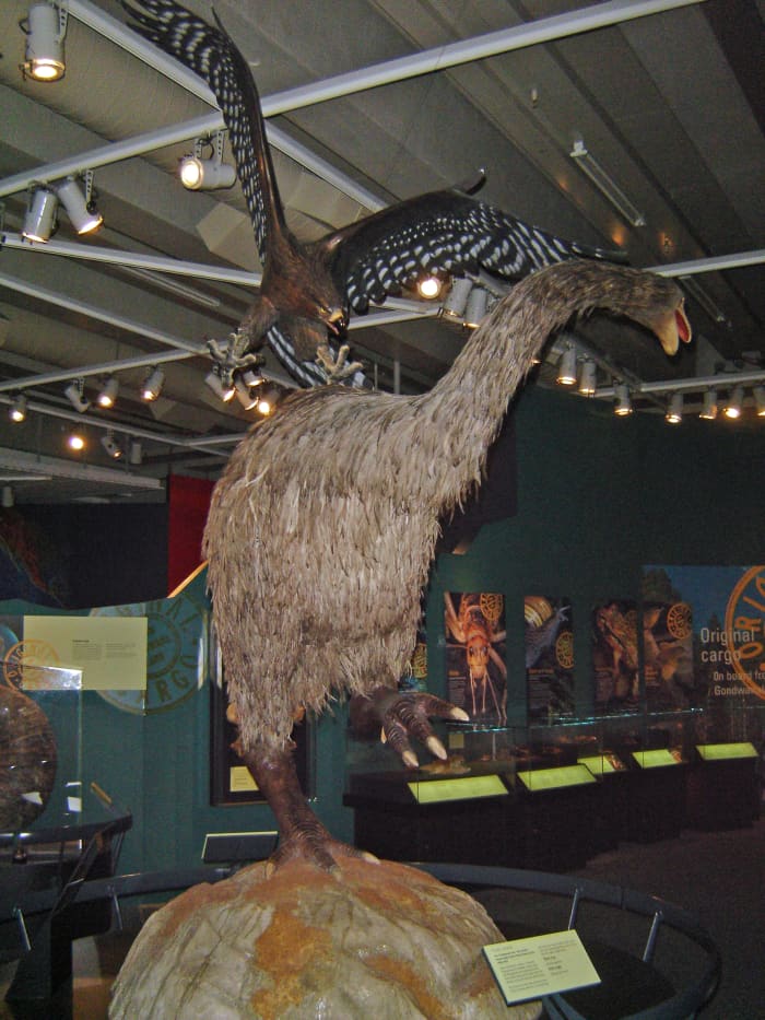 Comparing the Moa and The Elephant Bird - Two Large Extinct Flightless