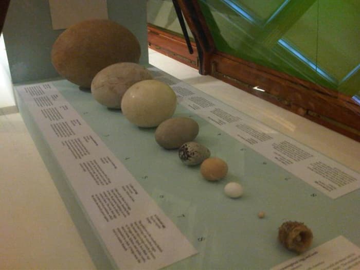 Comparison of Bird Eggs at the Natural History Museum in London including from left to right: Elephant Bird Egg, Moa Egg and then Ostrich Egg