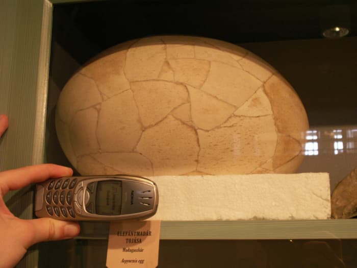 An Elephant Bird Egg at the Hungarian Natural History Museum