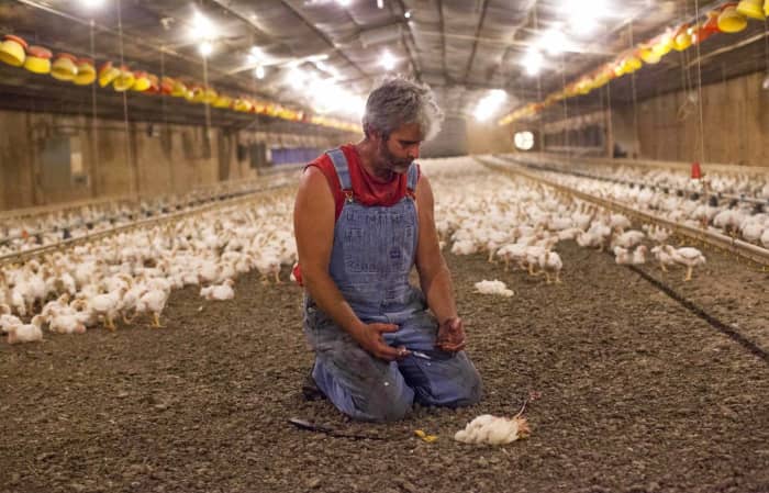 Here, as provided in his contract with Perdue, Watts autopsies dead birds for disease or abnormalities that might point to the cause of death.