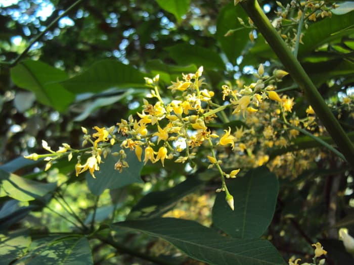 Flowers of Rubber Tree (Hevea brasiliensis)