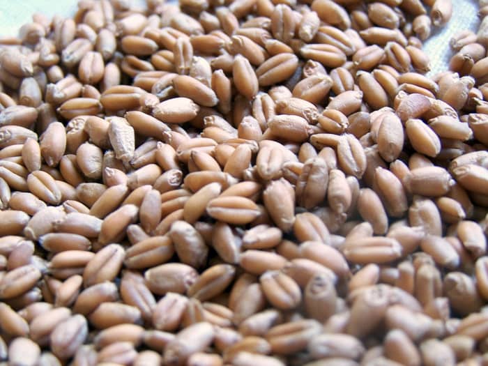 Who will help me plant the seed?