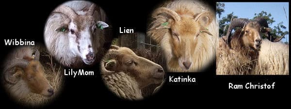 The color of ram Christof is called Mix Fox, which means that he has a mix of the light and dark fox color.
