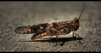 Locusts were used as an image for the impending destruction awaiting the Kingdom of Judah and its capital city Jerusalem.