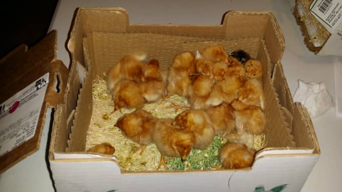When ordering from a hatchery chicks will arrive in the mail and are usually kept at the post office until pick up.