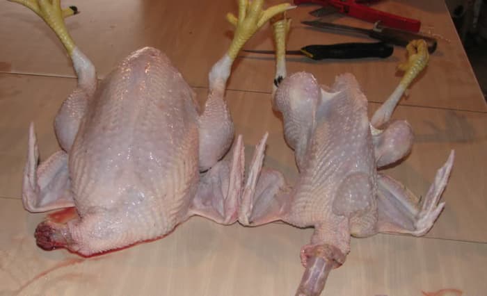 To the left we see a 9 week old Cornish Cross and to the left is a 20 week old heritage rooster - breed unspecified.