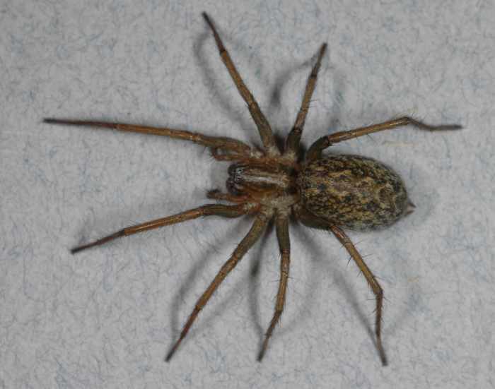 The Wolf Spider, Venomous, but Preys on More Dangerous Spiders - HubPages