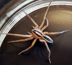He or she is adorable, really, just stop thinking about the thing the way you were. This spider is definitely your friend.