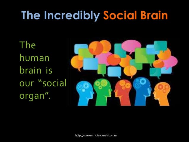 Social Brain And Role Of Play In Its Development - HubPages