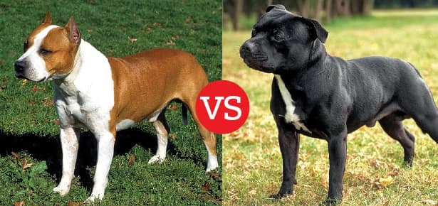 Difference Between the American Staffordshire Terrier and the Staffordshire Bull Terrier