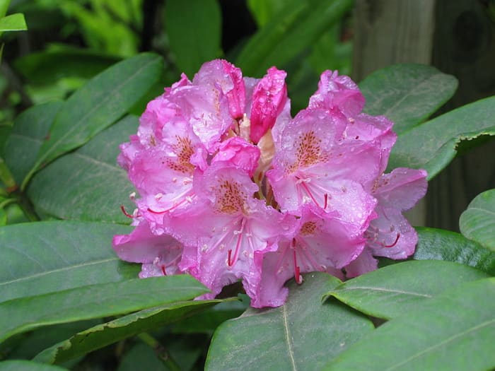Rhododendron macrophyllum
