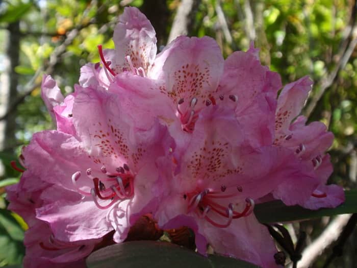 Rhododendron macrophyllum