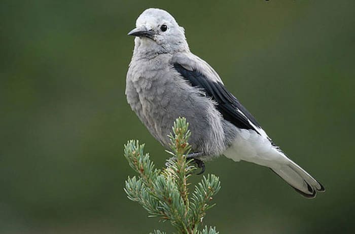 The Clark's Nutcracker is named after Captain Clark, who was an avid student of the natural flora and fauna of North America