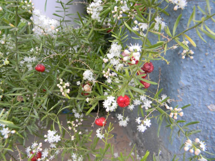 Shatavari Herb, the Asparagus racemosus Plant